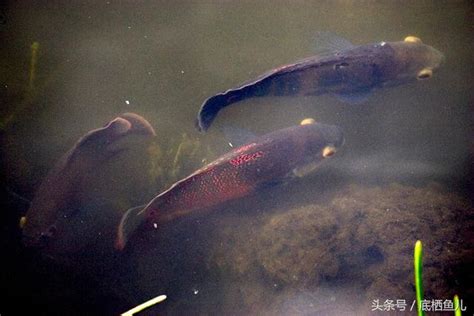 花豬混養|地圖魚飼養標準，附常見混養方案與基本病症治療方法。